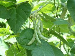 Keříčkové fazole pěstování